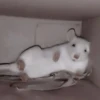Mouse 9
