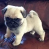 little dogs 7