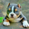 little dogs 8