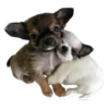 Sexy Animals 6