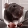 Mouse 11