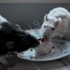 Mouse 12