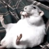 Mouse 13