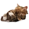 Sexy Animals 10