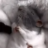 Mouse 14