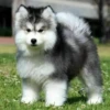 little dogs 12