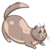 Random funny cats 17