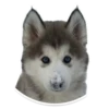 Sexy Animals 13