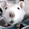 Mouse 15