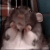 Mouse 16