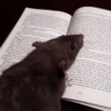 Mouse 17