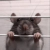 Mouse 18