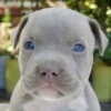 little dogs 14