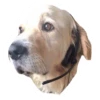 Ultimate Dog Pack - Expansion Pack 16