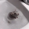 Mouse 19
