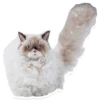 Sexy Animals 18