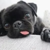 little dogs 16