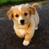 little dogs 17