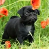 little dogs 18