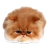 Sexy Animals 22