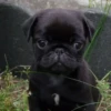 little dogs 19