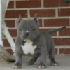 little dogs 22