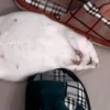 Mouse 22
