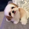 little dogs 26