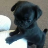 little dogs 27