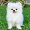 little dogs 29