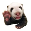 Sexy Animals 30