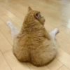 cats 6