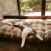 cats 8