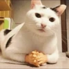 cats 10
