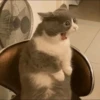 cats 12