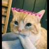 cats 13