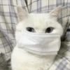cats 17