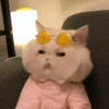 cats 18