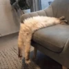 jadi