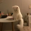 er