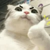 cats 21