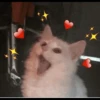 cats 22