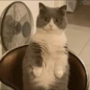 cats 24