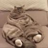 cats 25