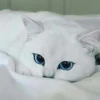 cats 26