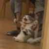 cats 27