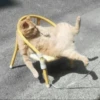 cats 29