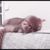 kittens 5