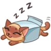 Siamese Kitty 5
