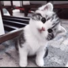 kittens 6